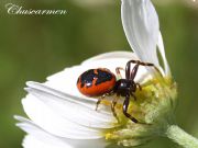 Araña cangrejo (Synema globosum)